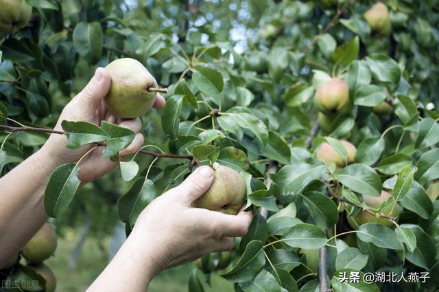 秋季吃什么蔬菜好？