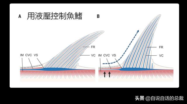 白金枪鱼是什么鱼？