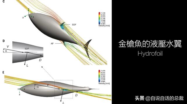 白金枪鱼是什么鱼？