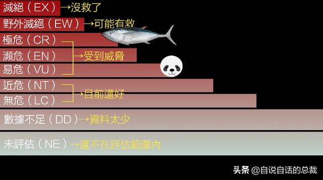 白金枪鱼是什么鱼？