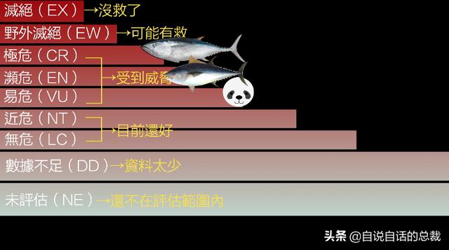 白金枪鱼是什么鱼？