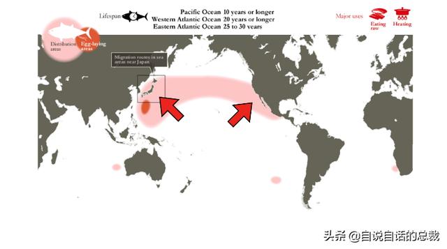 白金枪鱼是什么鱼？