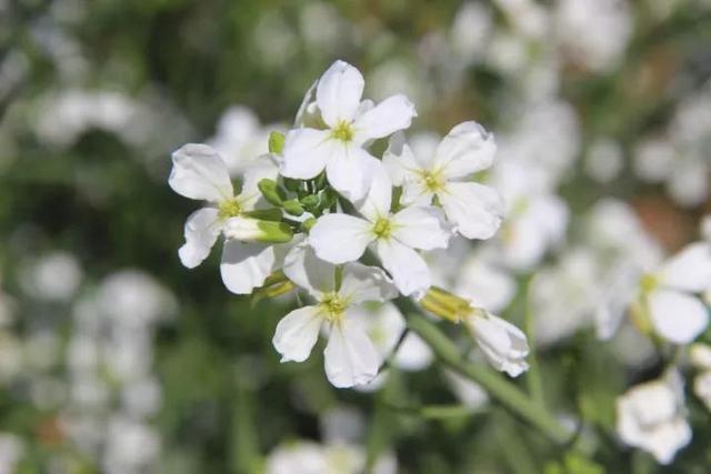 什么是十字花科蔬菜？