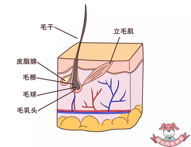 如何乌发？