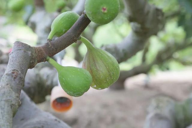 无花果怎么吃？