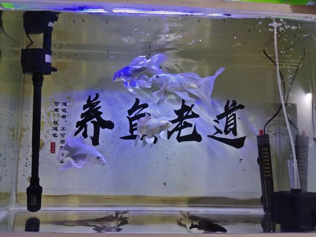 鱼吃什么食物？