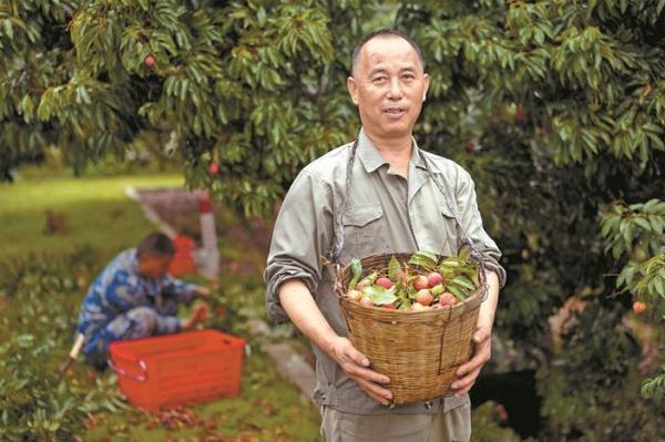 深圳荔枝什么时候熟？