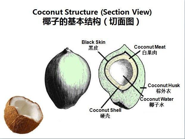 椰浆和椰汁有什么区别？