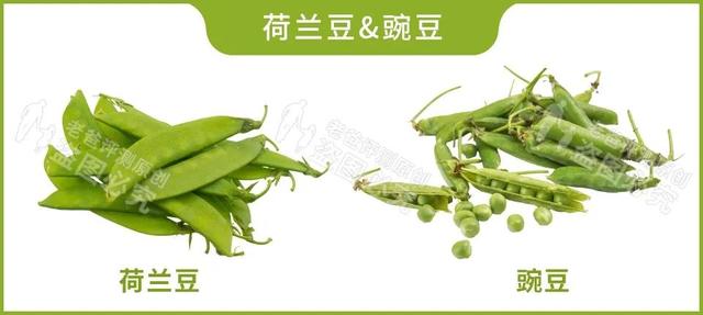 芸豆是什么？