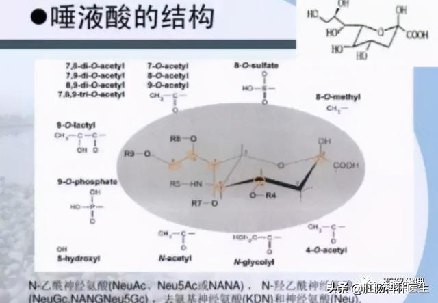 燕菜是什么？