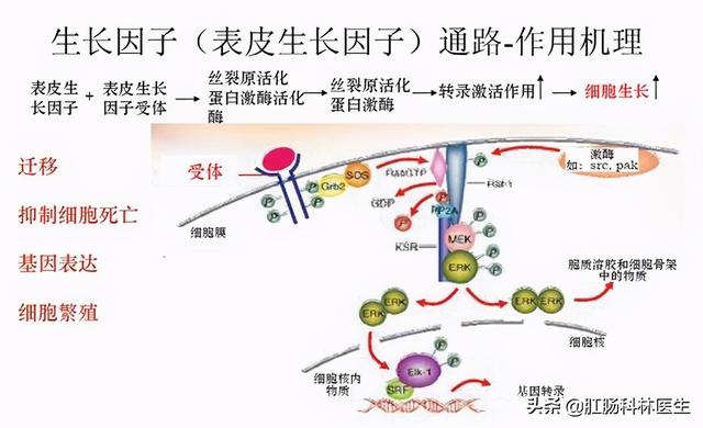 燕菜是什么？