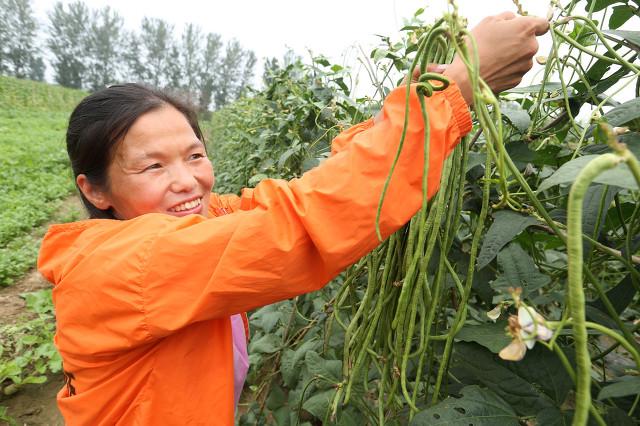 夏天种什么蔬菜？