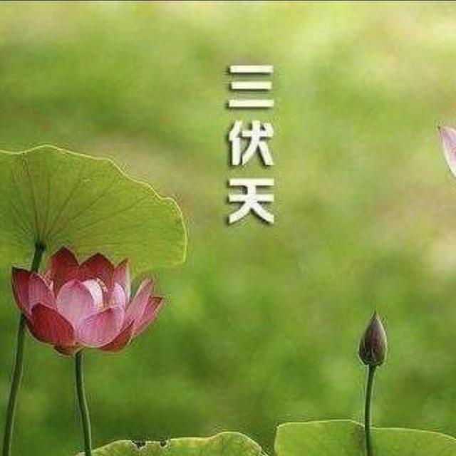 夏天种什么蔬菜？