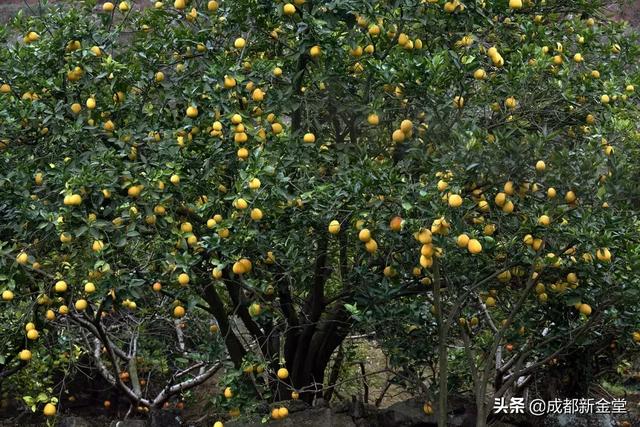 黄金果有什么营养价值，金堂现在有什么水果