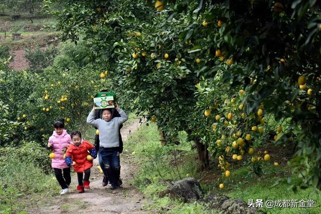 黄金果有什么营养价值，金堂现在有什么水果