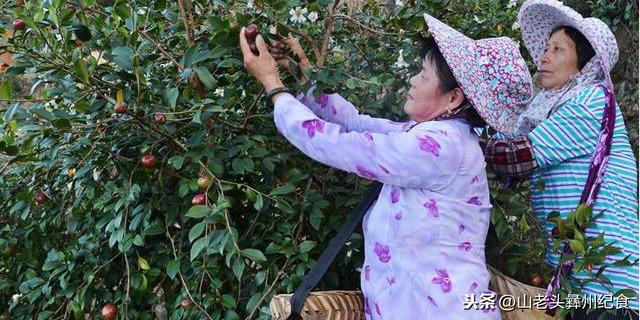 茶花的果实有什么用，茶花的果实有什么用途