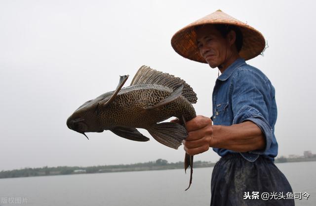 太阳鱼什么人忌吃，外来物种鱼