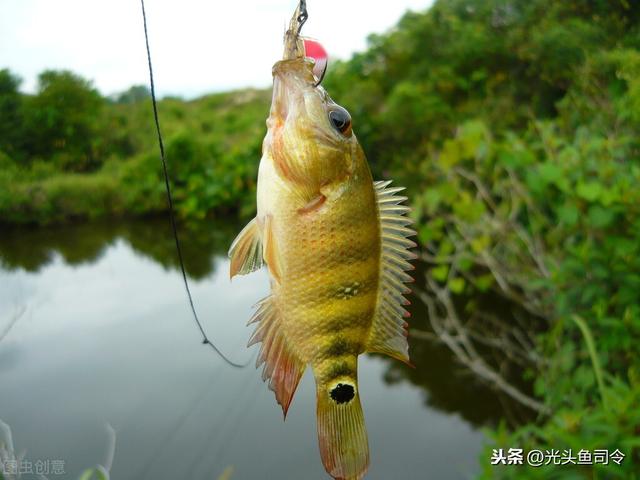 太阳鱼什么人忌吃，外来物种鱼