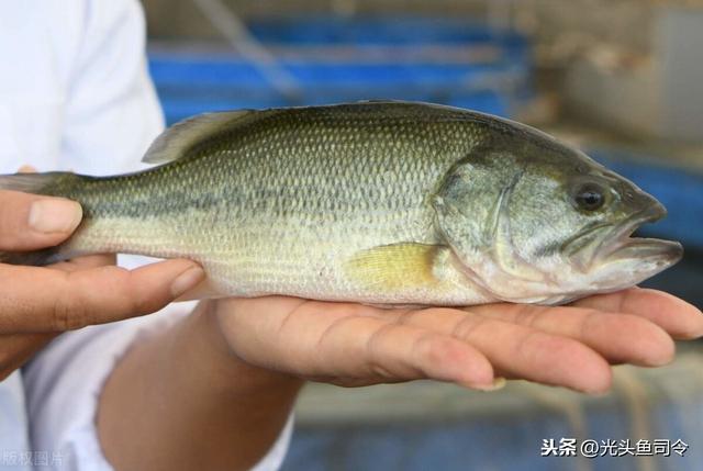 太阳鱼什么人忌吃，外来物种鱼