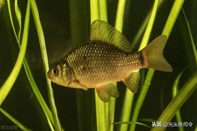 太阳鱼什么人忌吃，外来物种鱼