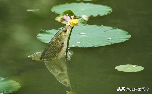 太阳鱼什么人忌吃，外来物种鱼