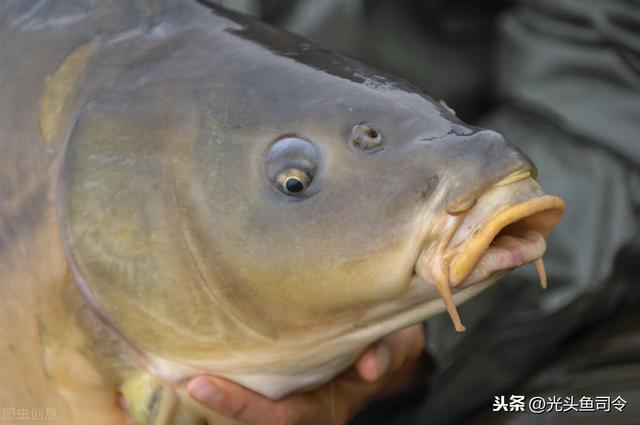 太阳鱼什么人忌吃，外来物种鱼