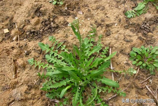 什么是荠莱呢，荠菜就是野菜吗