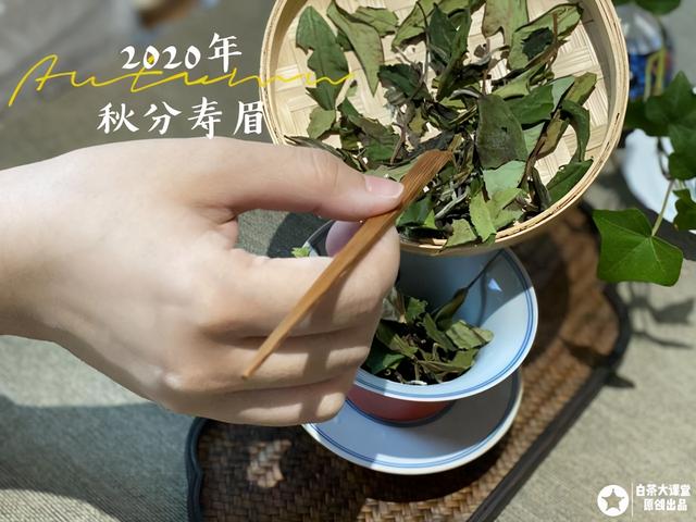 什么绿茶不苦，白茶苦不苦