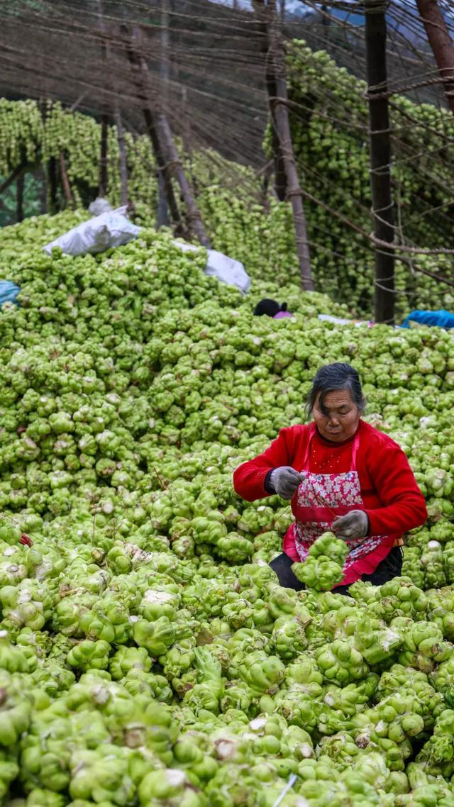 孩子榨菜又称什么，陵榨菜怎么念