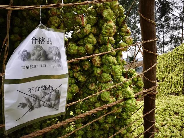 孩子榨菜又称什么，陵榨菜怎么念