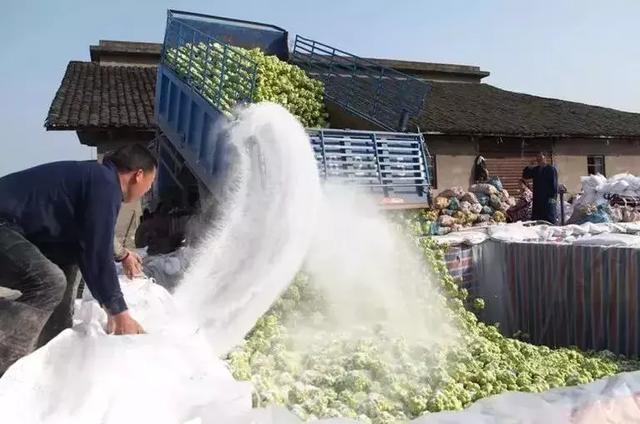 孩子榨菜又称什么，陵榨菜怎么念