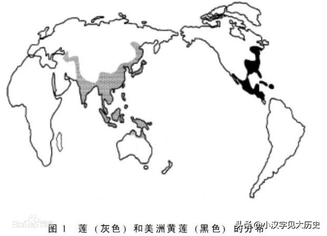 连藕出于泥的后面是什么，舌尖上的中国莲藕产地