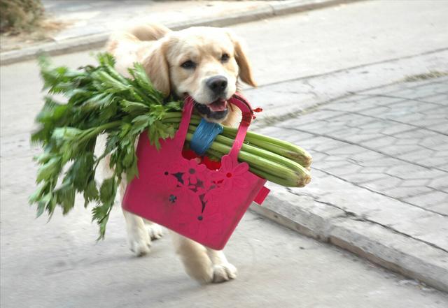 狗狗病了给他做什么饭，怎么给狗狗做饭有营养