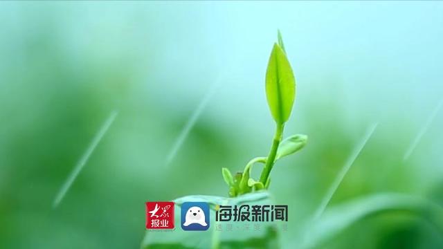 一什么茶叶，为人民服务茶叶