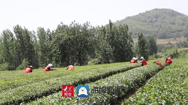 一什么茶叶，为人民服务茶叶