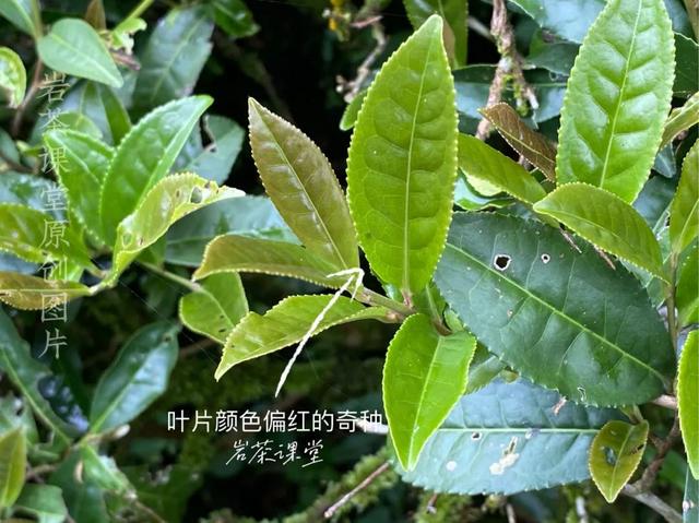 什么茶叶会影响药效，岩茶大红袍水仙跟肉桂区别