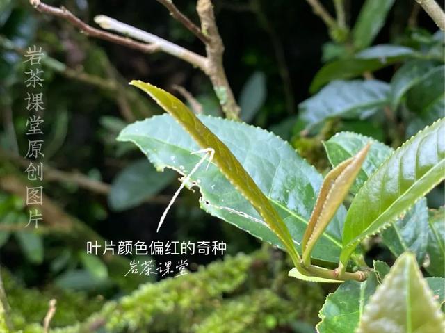 什么茶叶会影响药效，岩茶大红袍水仙跟肉桂区别