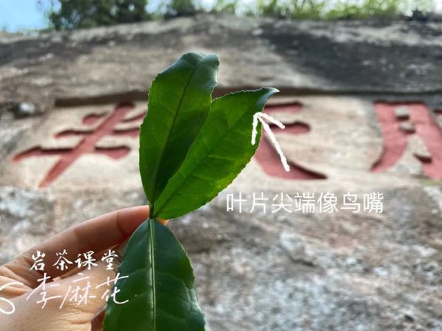 什么茶叶会影响药效，岩茶大红袍水仙跟肉桂区别