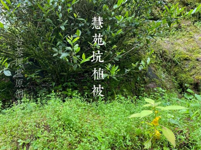 什么茶叶会影响药效，岩茶大红袍水仙跟肉桂区别