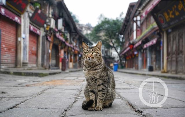 网上传的毛血旺是什么，毛血旺怎么来的