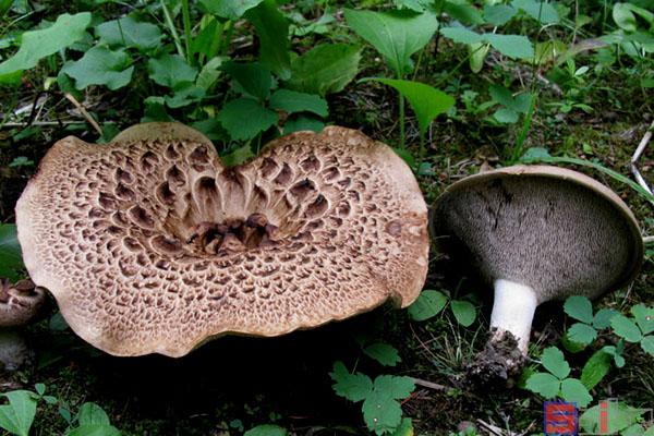 种什么蘑菇好吃，食物的生物学种属