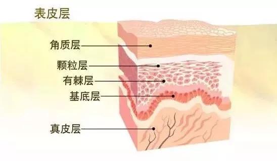 猪肝什么作用，猪肝是明目的还是补血的