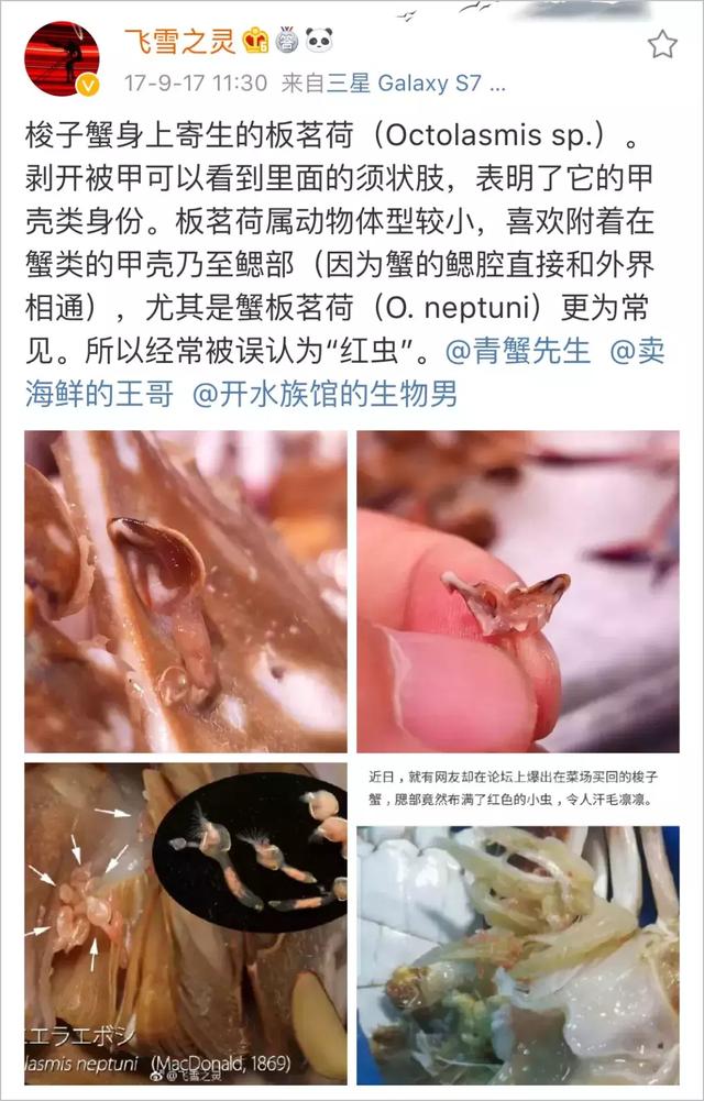 白果子是什么鱼，梭子蟹的寄生虫长啥样