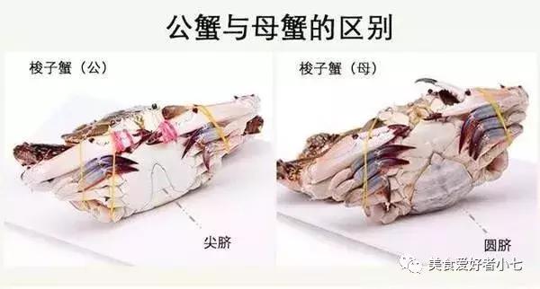 白果子是什么鱼，梭子蟹的寄生虫长啥样