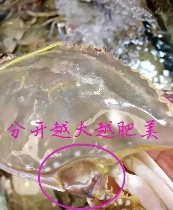 白果子是什么鱼，梭子蟹的寄生虫长啥样