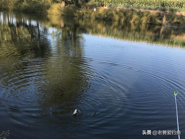 什么时候用鸡精，什么时候用鸡精什么时候用味精