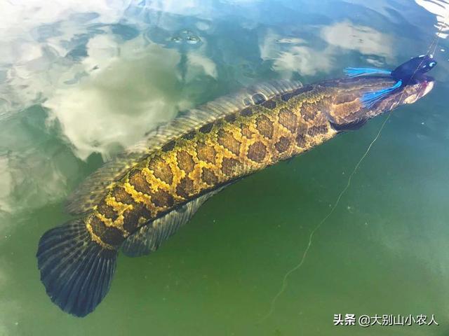 黑鱼吃什么食物，黑鱼吃什么食物为主