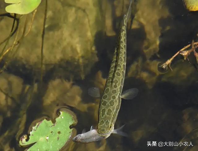 黑鱼吃什么食物，黑鱼吃什么食物为主