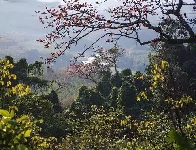 日月鱼煲什么好，来海南玩,你的旅游攻略要有这些