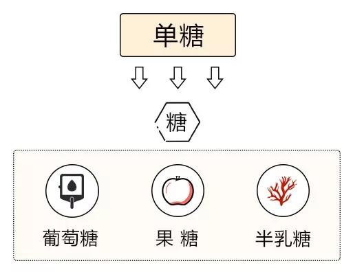 什么是碳水化合物食物，到底什么是碳水化合物食物